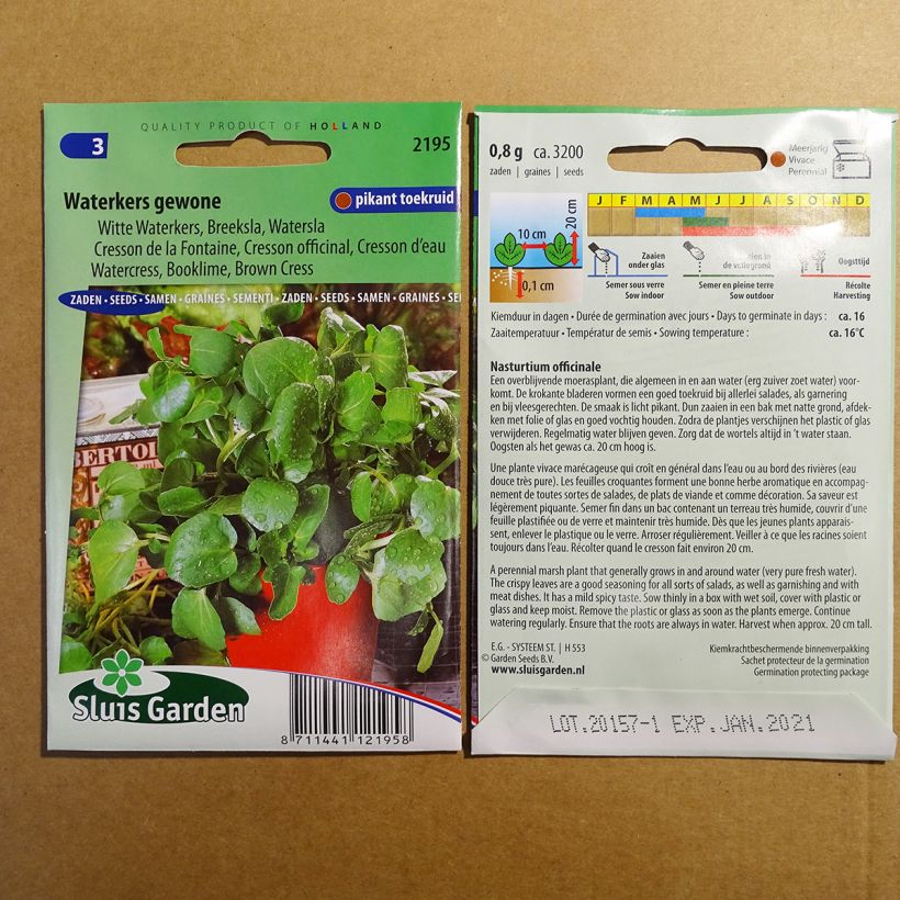 Beispiel eines Exemplars von Echte Brunnenkresse - Nasturtium officinale wie geliefert