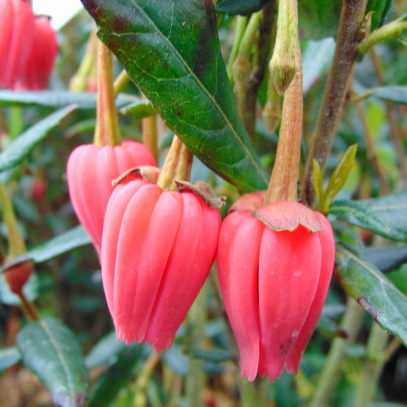 Crinodendron hookerianum - Crinodendron (Blüte)