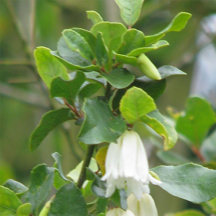 Crinodendron patagua - Crinodendron (Laub)