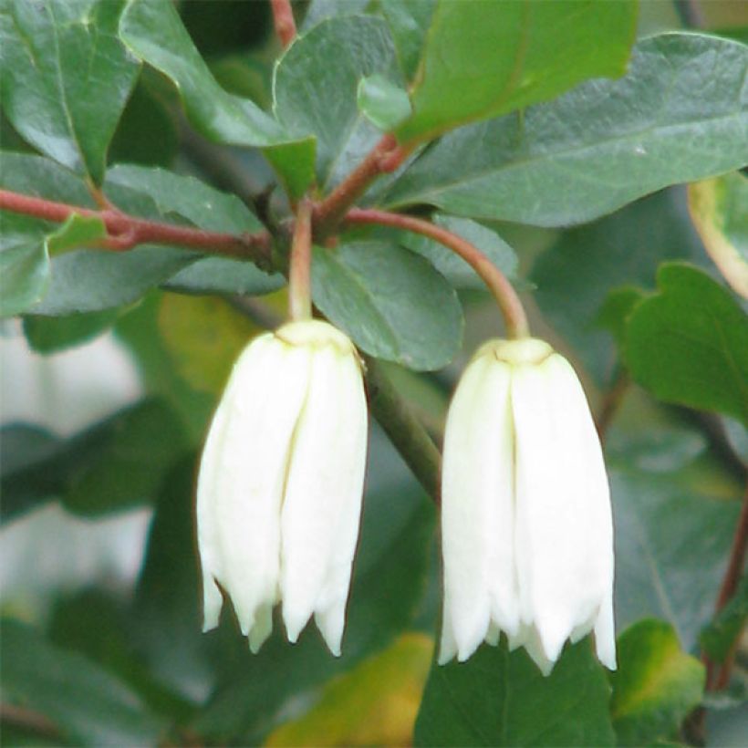 Crinodendron patagua - Crinodendron (Blüte)