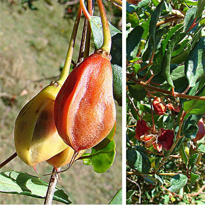 Crinodendron patagua - Crinodendron (Ernte)