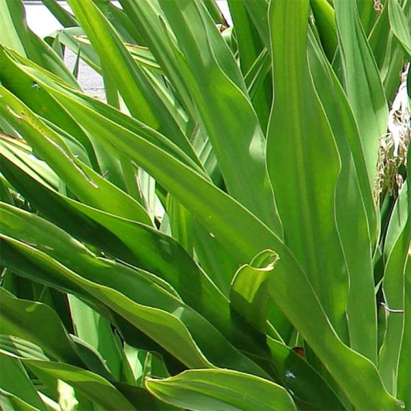 Crinum asiaticum - Hakenlilie (Laub)