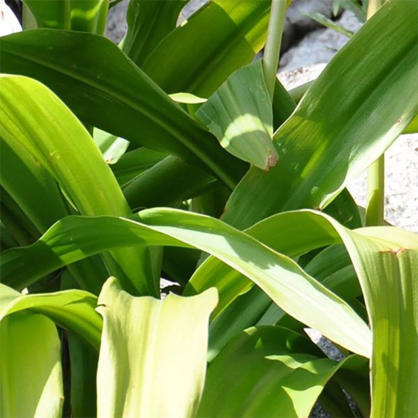 Crinum moorei - Hakenlilie (Laub)