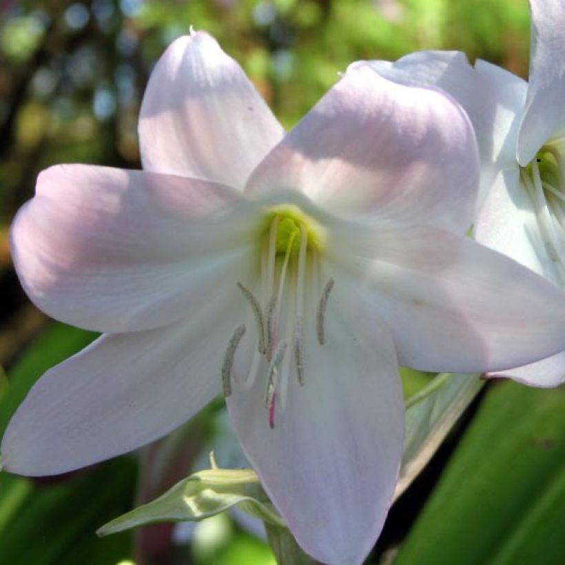 Crinum moorei - Hakenlilie (Blüte)