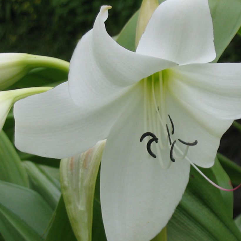 Crinum moorei Album - Hakenlilie (Blüte)