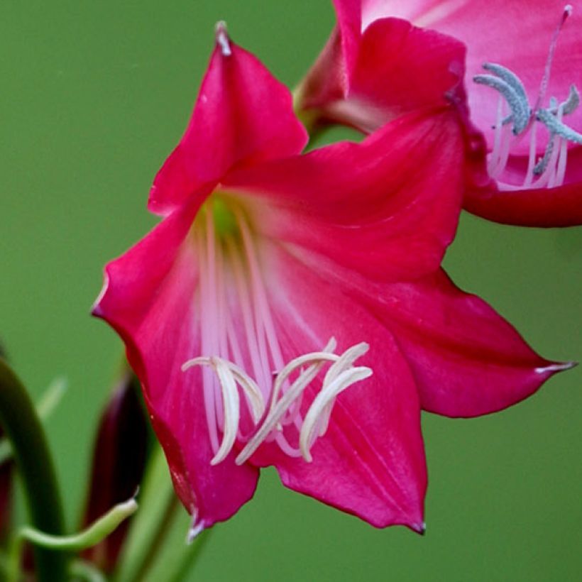 Crinum Ellen Bosanquet - Hakenlilie (Blüte)