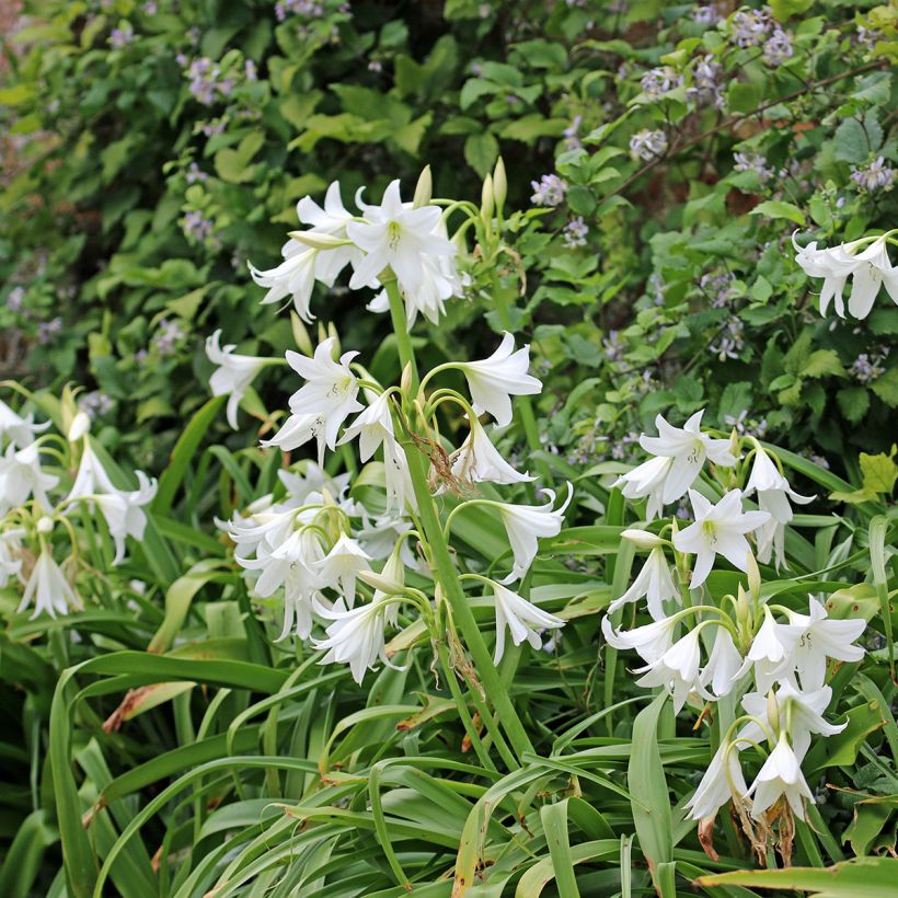 Crinum powellii Album - Hakenlilie (Hafen)