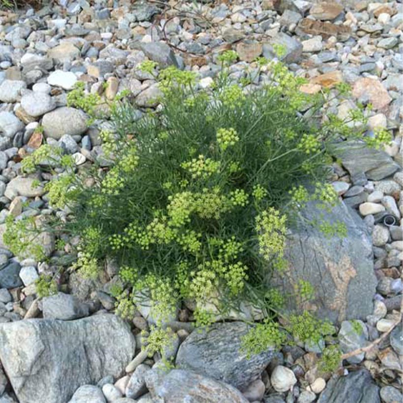 Meerfenchel - Crithmum maritimum (Hafen)