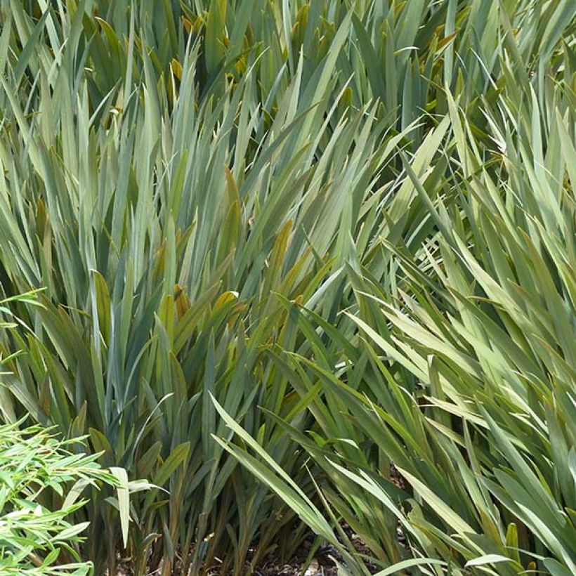 Montbretie Babylon - Crocosmia (Laub)