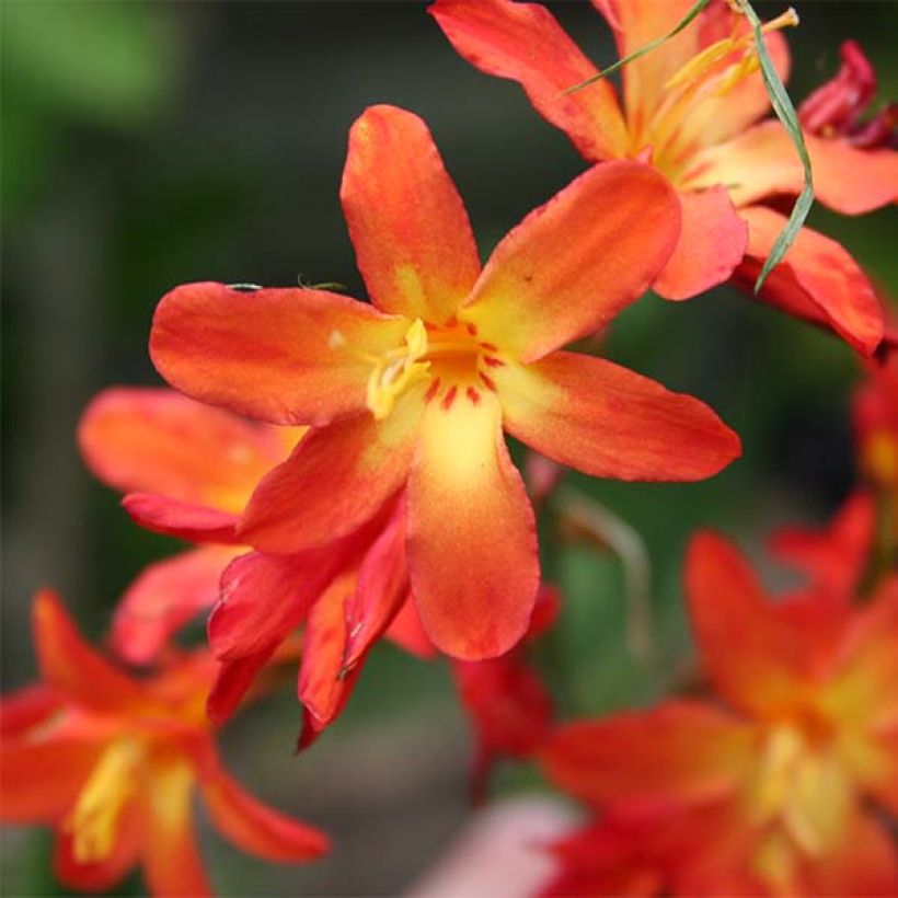 Montbretie Carmine Brillant - Crocosmia (Blüte)