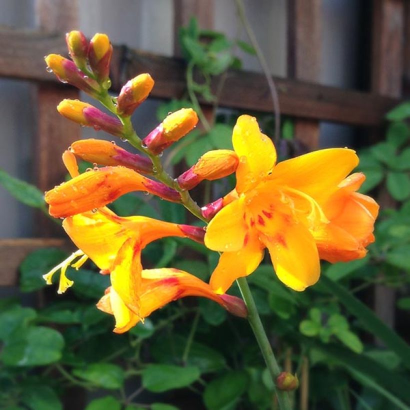 Montbretie Colombus - Crocosmia (Blüte)