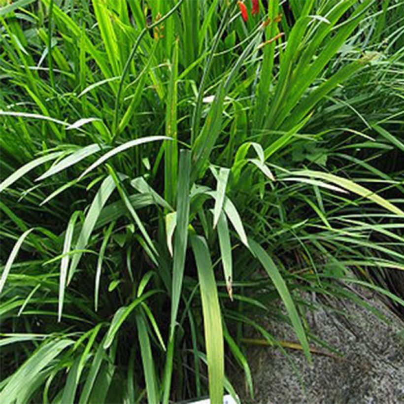 Crocosmia Emberglow - Montbretia rouge orangé (Laub)