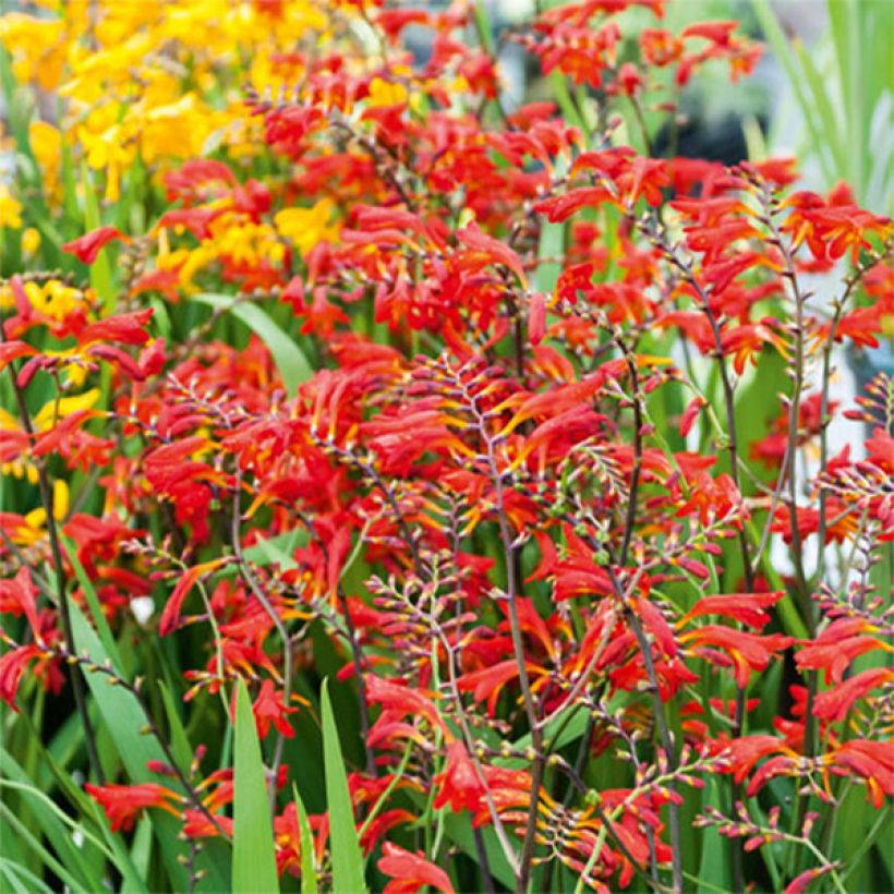 Crocosmia Emberglow - Montbretia rouge orangé (Blüte)