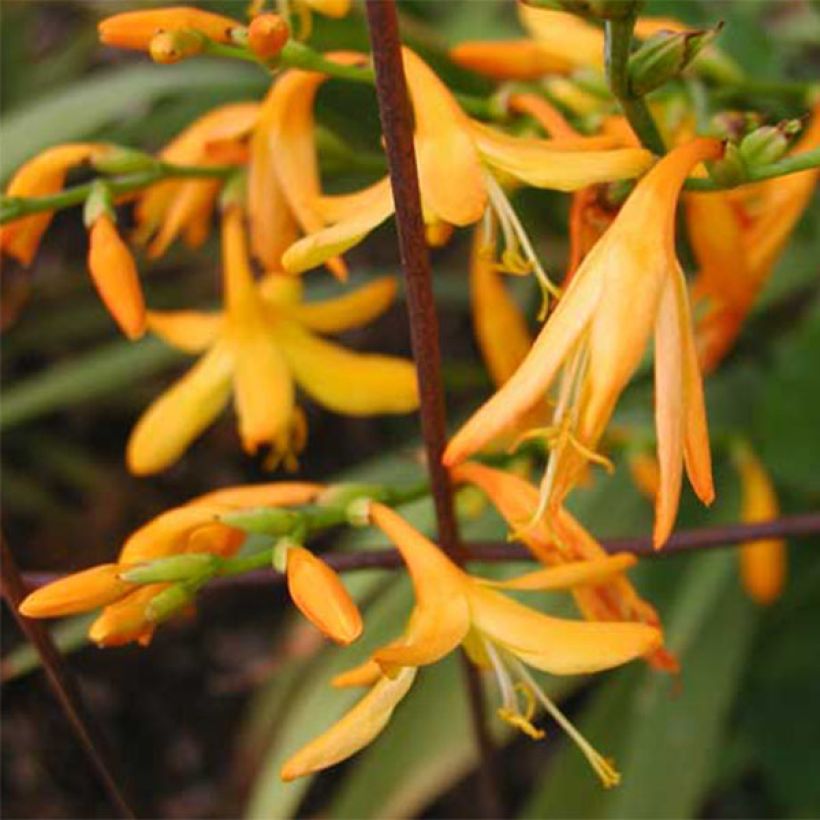 Montbretie George Davison - Crocosmia (Blüte)