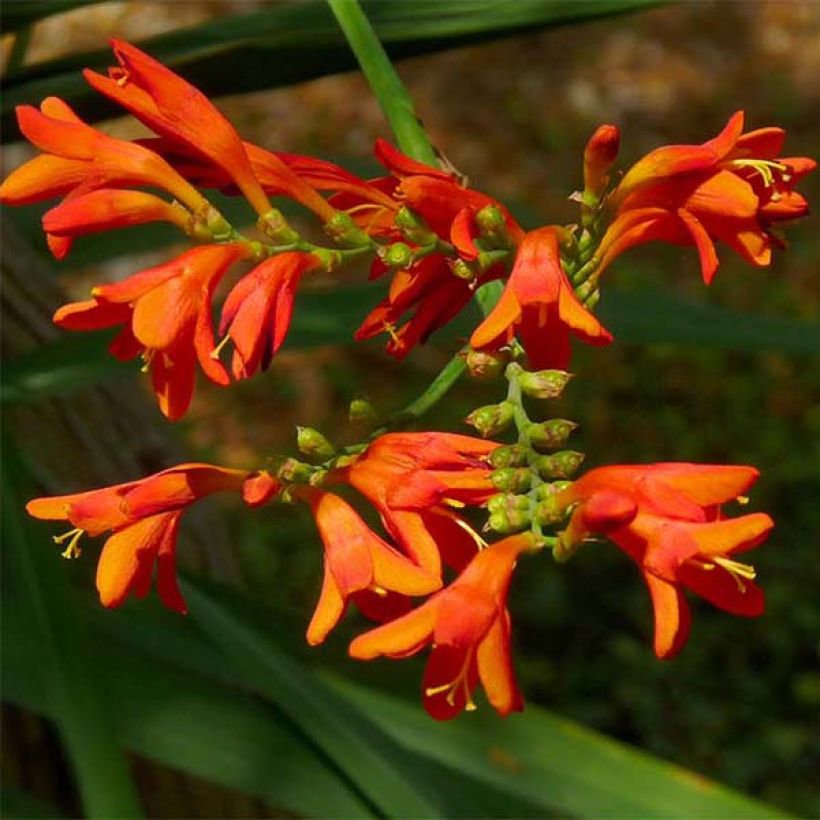 Montbretie Météore - Crocosmia (Blüte)