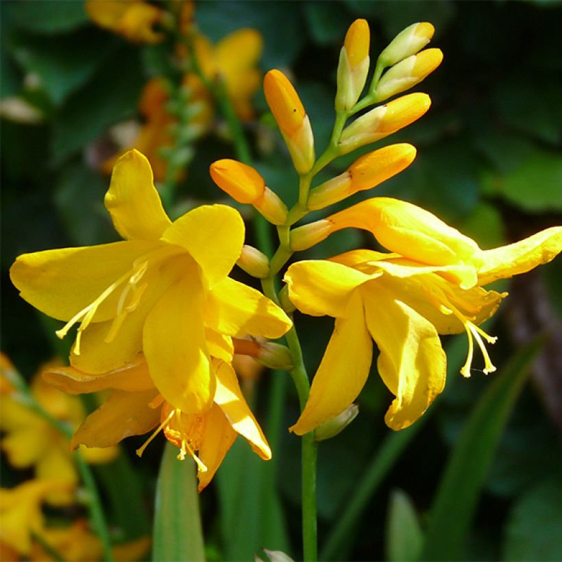 Montbretie Buttercup - Crocosmia (Blüte)