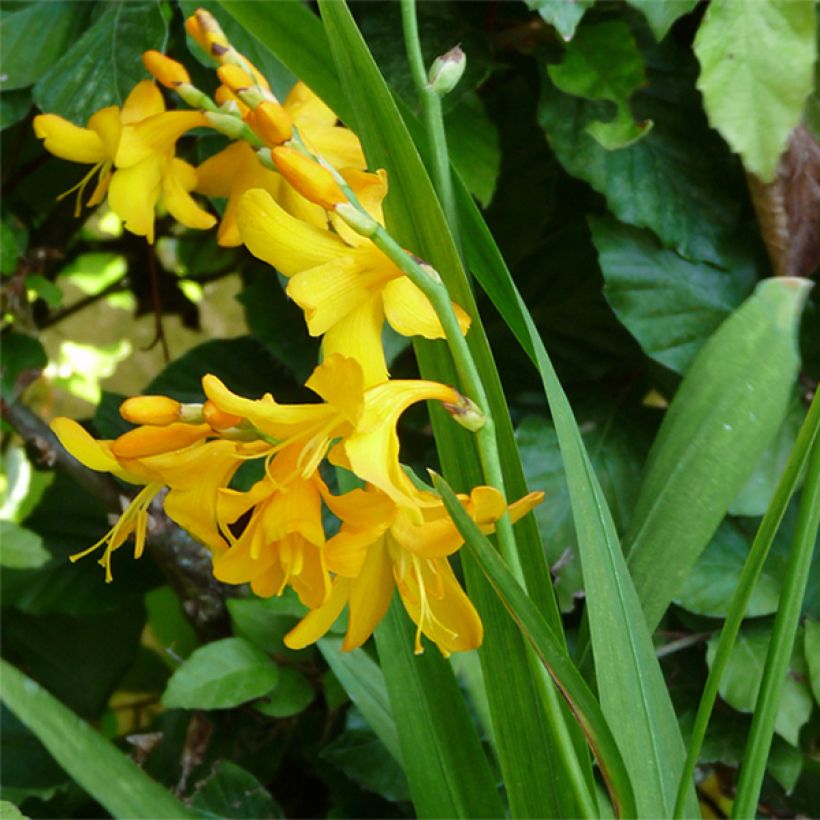 Montbretie Buttercup - Crocosmia (Hafen)