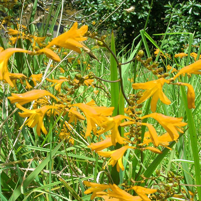 Montbretie Norwich Canary - Crocosmia (Blüte)