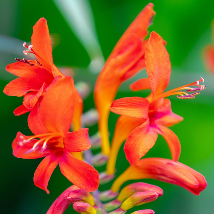 Montbretie Lucifer - Crocosmia (Blüte)