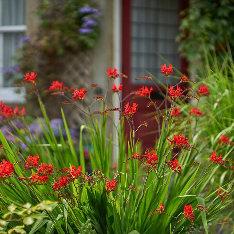 Montbretie Lucifer - Crocosmia (Hafen)