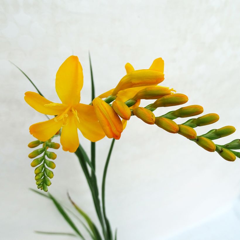 Montbretie Paul’s Best Yellow - Crocosmia (Blüte)