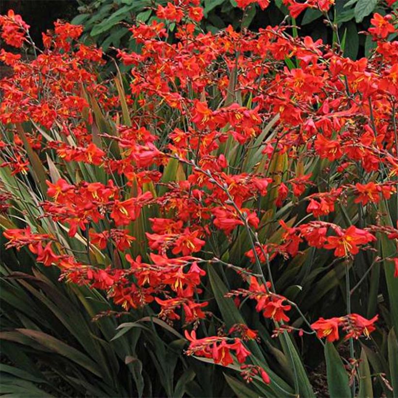 Montbretie Saracen - Crocosmia (Blüte)