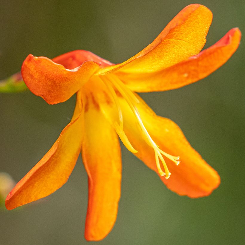 Montbretie Star of the East - Crocosmia (Blüte)