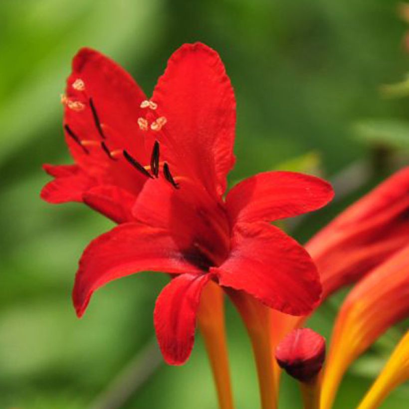 Montbretie - Crocosmia masoniorum (Blüte)