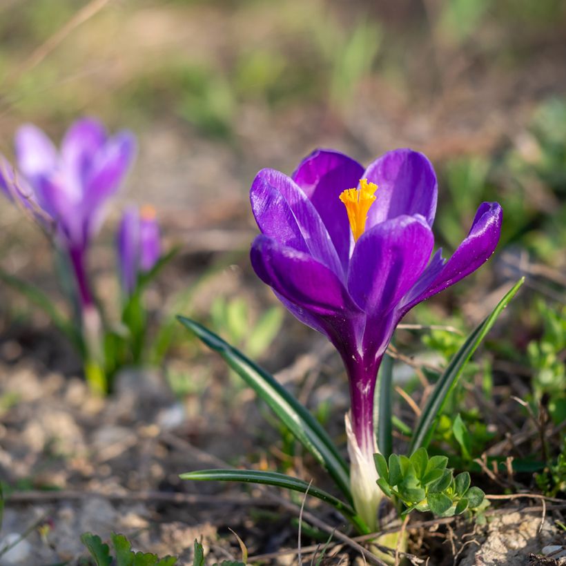 Großblütiger Krokus Flower Record - Crocus (Hafen)