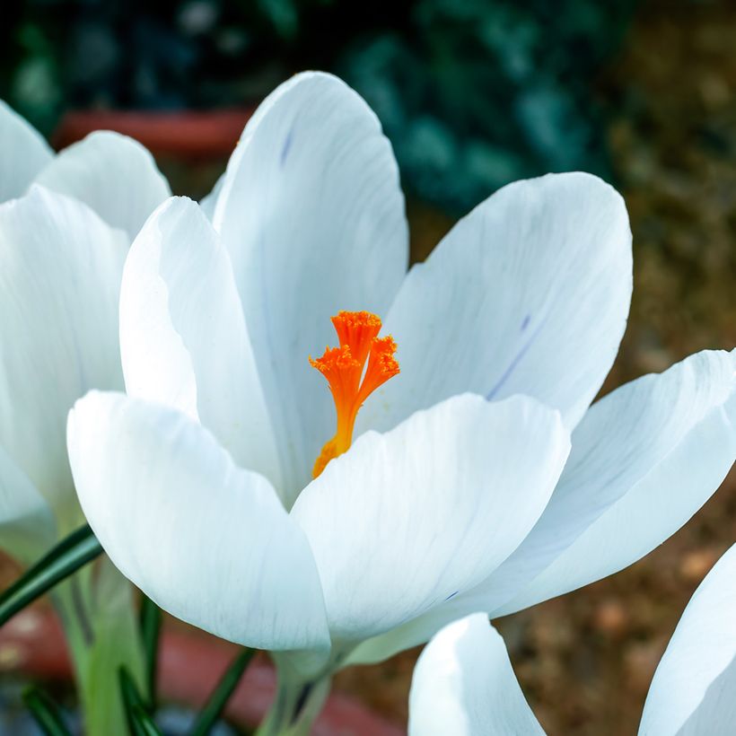 Großblütiger Krokus Jeanne D'Arc - Crocus (Blüte)