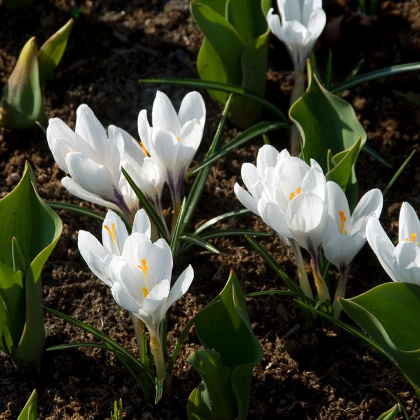 Großblütiger Krokus Jeanne D'Arc - Crocus (Hafen)