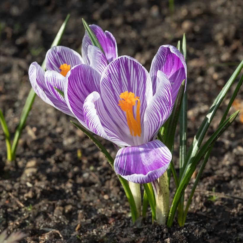 Großblütiger Krokus Pickwick - Crocus (Blüte)