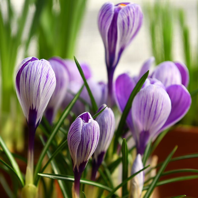 Großblütiger Krokus Pickwick - Crocus (Hafen)