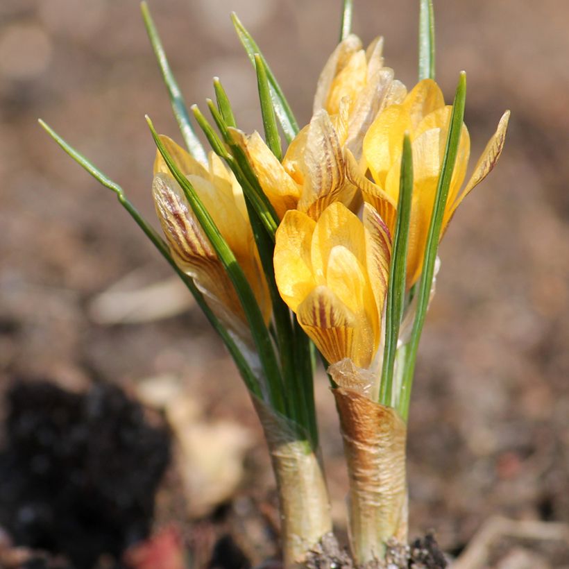 Großblütiger Krokus Stellaris - Crocus (Hafen)