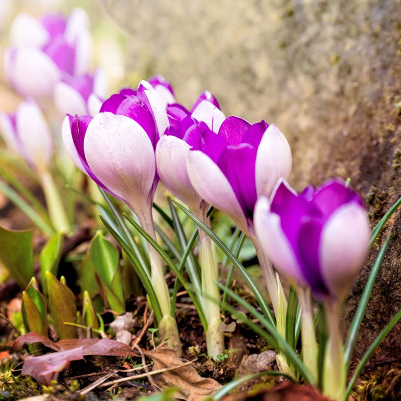 Krokus Yalta - Crocus (Hafen)