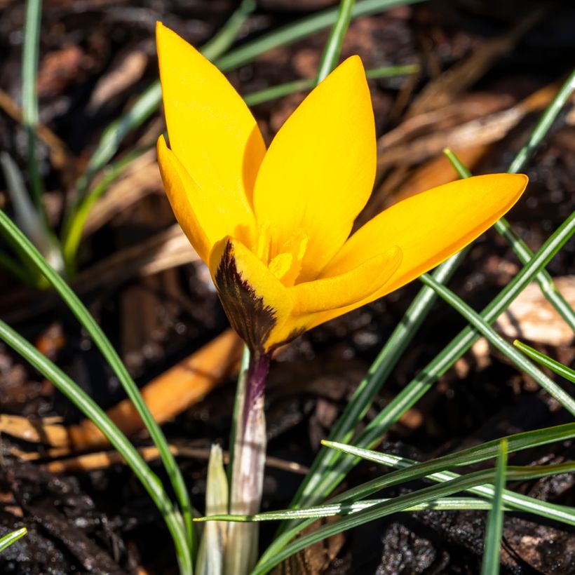 Krokus Golden Bunch - Crocus ancyrensis (Hafen)