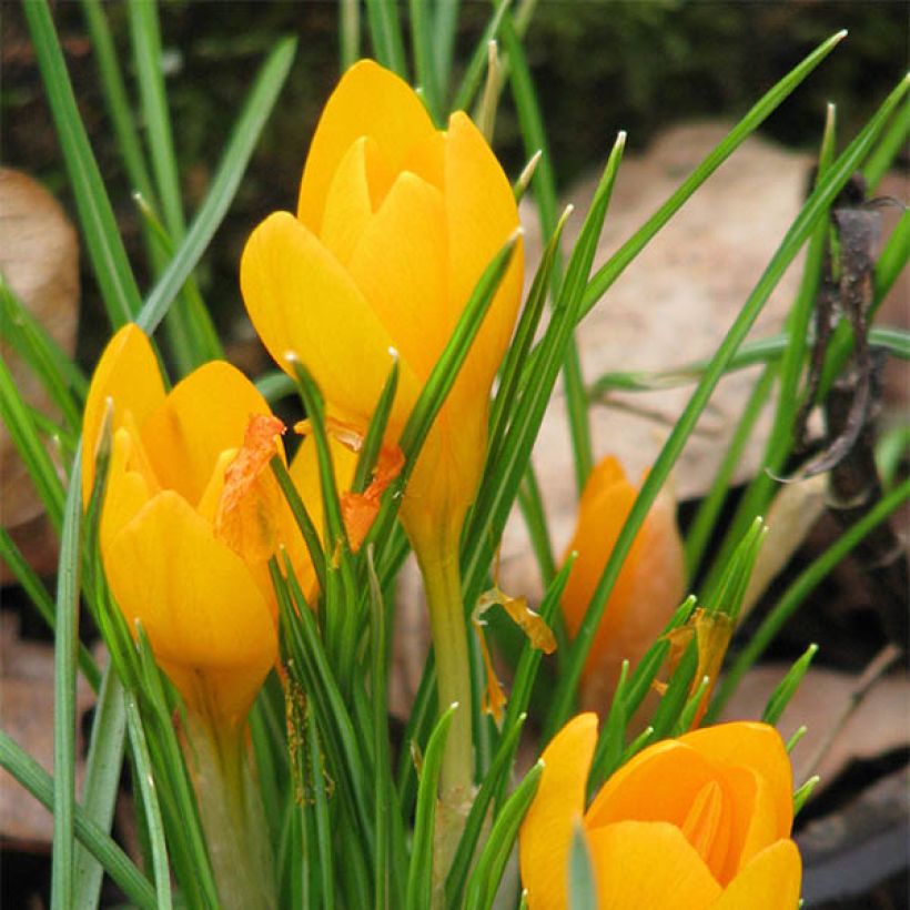 Krokus Golden Bunch - Crocus ancyrensis (Blüte)