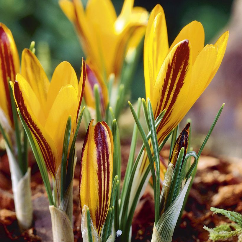 Krokus - Crocus angustifolius (Blüte)