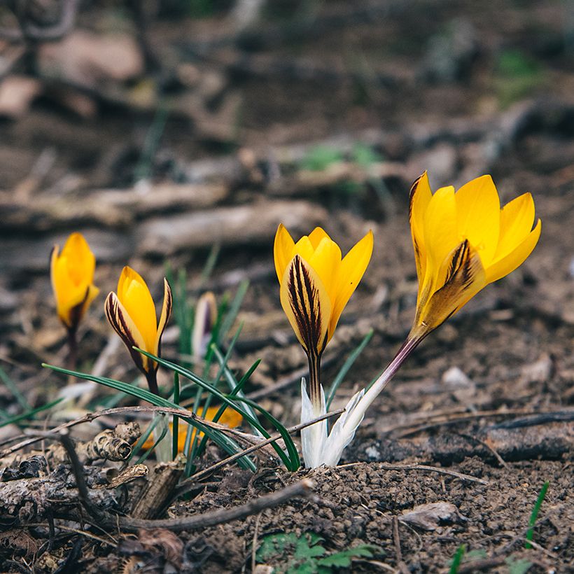 Krokus - Crocus angustifolius (Hafen)