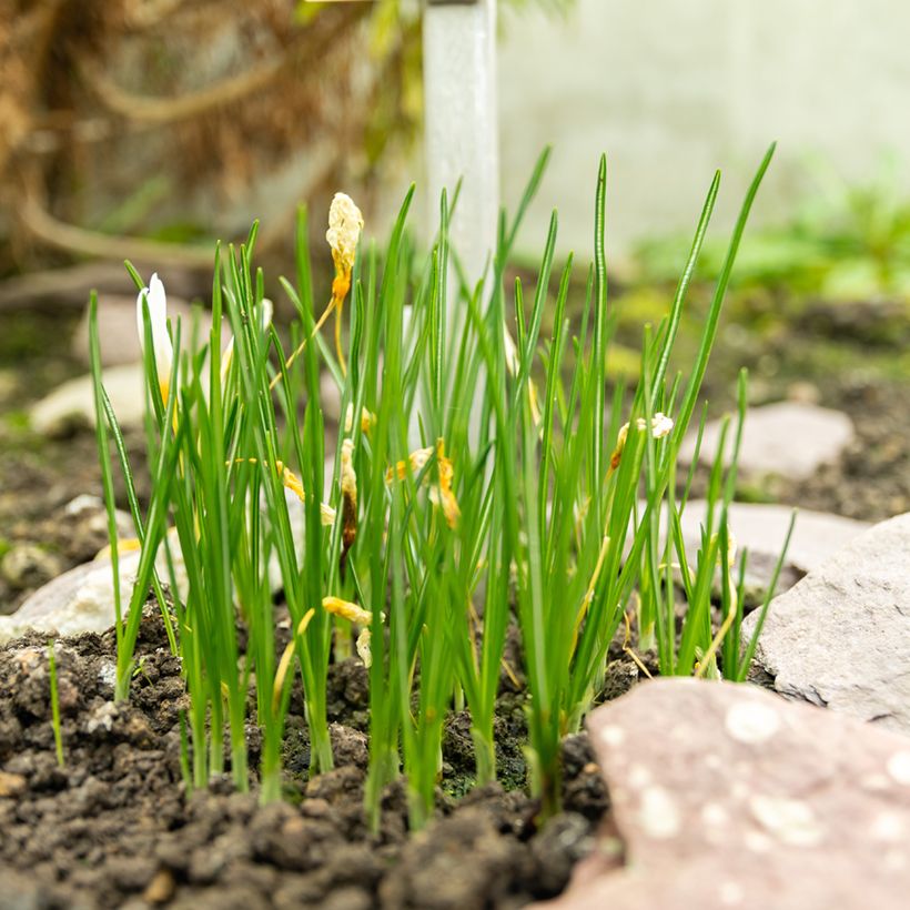 Herbst-Krokus - Crocus ochroleucus (Hafen)