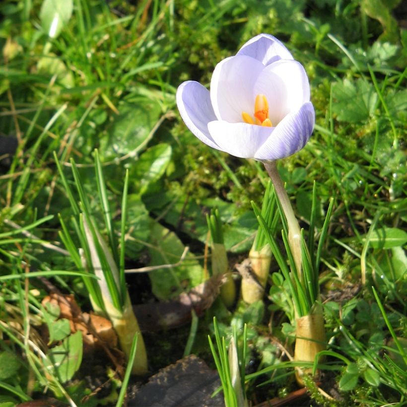 Krokus Blue Marlin - Crocus chrysanthus (Hafen)