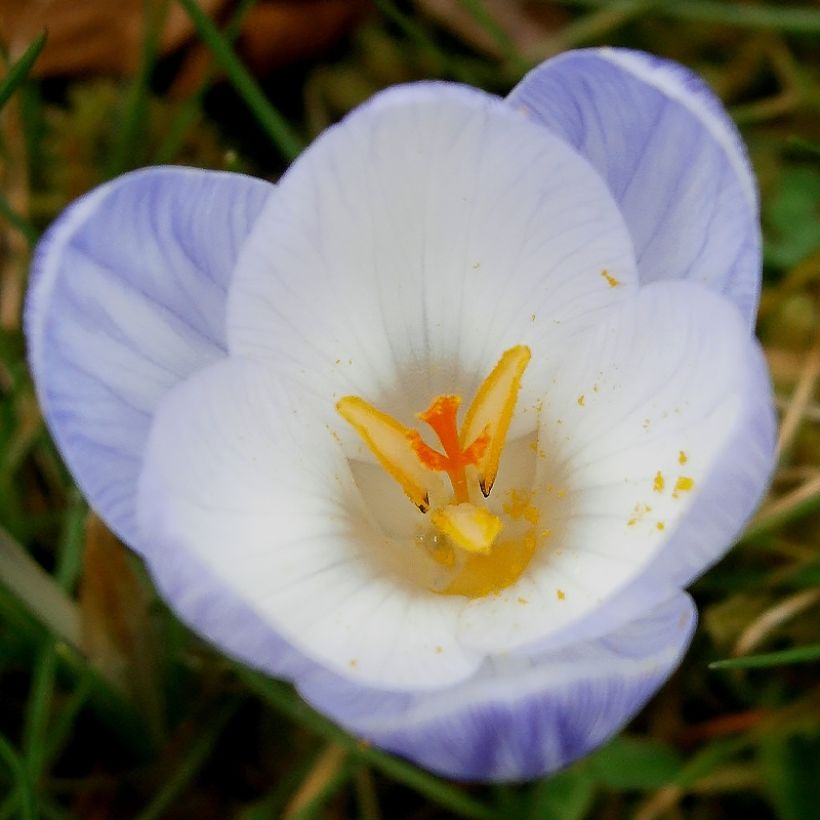 Krokus Blue Marlin - Crocus chrysanthus (Blüte)