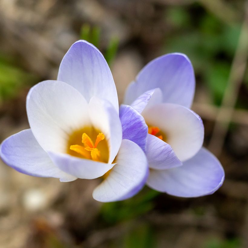 Krokus Blue Pearl - Crocus chrysanthus (Blüte)