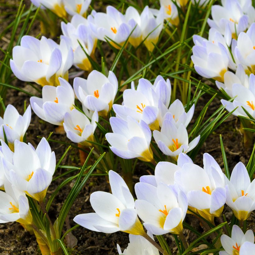 Krokus Blue Pearl - Crocus chrysanthus (Hafen)