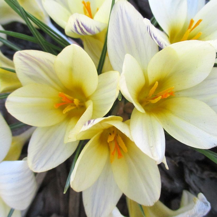 Krokus Cream Beauty - Crocus chrysanthus (Blüte)