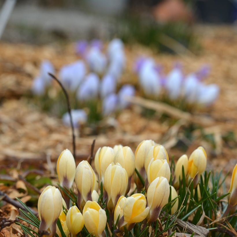 Krokus Cream Beauty - Crocus chrysanthus (Hafen)