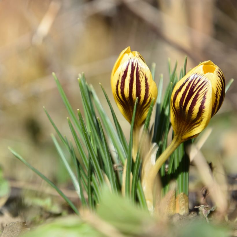 Krokus Gipsy Girl - Crocus chrysanthus (Hafen)