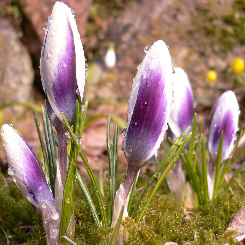 Krokus Ladykiller - Crocus chrysanthus (Hafen)