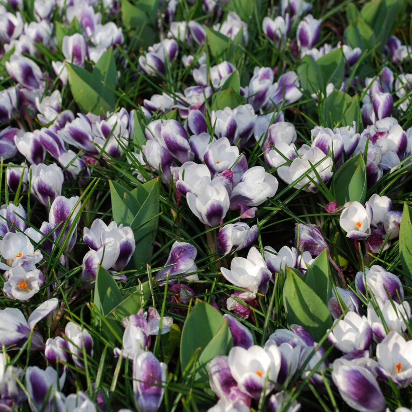 Großblütiger Krokus Prins Claus - Crocus (Hafen)