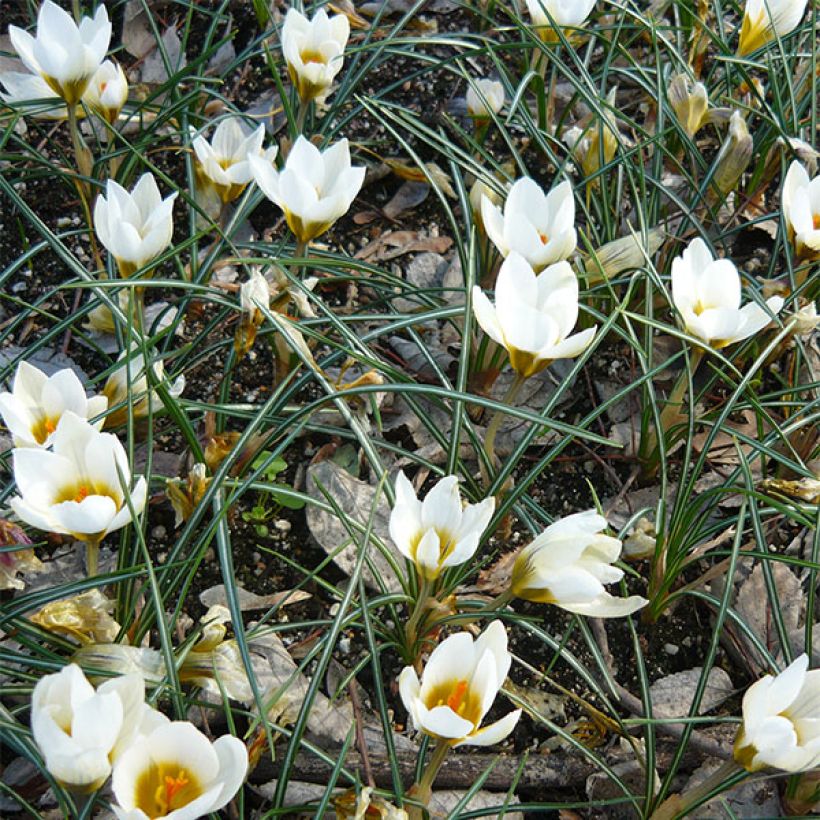 Krokus Snowbunting - Crocus chrysanthus (Blüte)